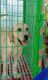 Labrador Retriever Puppies for sale in Kozhikode, Kerala, India. price: 13000 INR