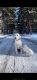 Labrador Retriever Puppies for sale in Manti, UT 84642, USA. price: NA