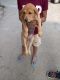 Labrador Retriever Puppies for sale in Silvassa, Dadra and Nagar Haveli and Daman and Diu, India. price: 22000 INR