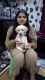 Labrador Retriever Puppies for sale in Sector 21, Rohini, Delhi, 110086, India. price: 10000 INR