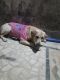 Labrador Retriever Puppies for sale in 63A Ln, Purba Para, Bosepukur, Kasba, Kolkata, West Bengal 700042, India. price: 30000 INR