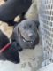 Labrador Retriever Puppies for sale in Fresno, CA, USA. price: $650