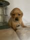 Labrador Retriever Puppies for sale in Nacogdoches, TX 75961, USA. price: $1,500