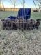 Labrador Retriever Puppies for sale in Wharton, TX 77488, USA. price: NA