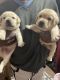Labrador Retriever Puppies for sale in Vishwakarma Colony, Pul Pehlad Pur, New Delhi, 110044, India. price: NA