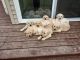 Labrador Retriever Puppies for sale in Lancaster, OH 43130, USA. price: NA