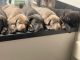 Labrador Retriever Puppies for sale in Montgomery, TX 77356, USA. price: $1,000