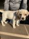 Labrador Retriever Puppies for sale in Lockhart, TX 78644, USA. price: $150