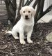 Labrador Retriever Puppies for sale in St Johns, MI 48879, USA. price: $850