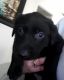 Labrador Retriever Puppies for sale in Venus, TX 76084, USA. price: $500