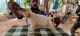 Labrador Retriever Puppies for sale in Coimbatore, Tamil Nadu, India. price: 12000 INR