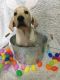 Labrador Retriever Puppies for sale in Ovid, MI 48866, USA. price: $1,200