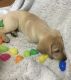 Labrador Retriever Puppies for sale in Ovid, MI 48866, USA. price: $1,200