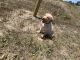 Labrador Retriever Puppies for sale in Fresno, CA, USA. price: $1,000