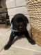 Labrador Retriever Puppies for sale in Evansville, IN, USA. price: $70,000