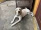 Labrador Retriever Puppies for sale in Coimbatore, Tamil Nadu, India. price: 8000 INR