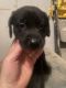 Labrador Retriever Puppies for sale in Evansville, IN, USA. price: NA