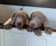 Silver Labs- ready to go home today!