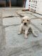 Labrador Retriever Puppies for sale in Narepally, Secunderabad, Telangana, India. price: 16000 INR