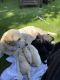 Labrador Retriever Puppies for sale in Sylmar, Los Angeles, CA, USA. price: $750