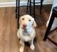 Yellow Lab for Sale