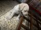 Labrador male puppy 45 days old in Delhi, contact xxxxxxxxxx