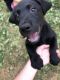 Labrador Retriever Puppies for sale in Evansville, IN, USA. price: $500