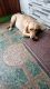 Labrador Retriever Puppies for sale in ECIL, Cherlapalli Industrial Area, Cherlapalli, Secunderabad, Telangana 500062, India. price: 55000 INR