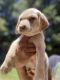 Labrador Retriever Puppies for sale in Fresno, CA, USA. price: NA