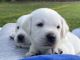 Labrador Retriever Puppies for sale in Pleasant Grove, UT, USA. price: NA
