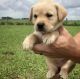 Labrador Retriever Puppies for sale in Los Angeles, CA, USA. price: $550