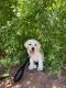 Labrador Retriever Puppies for sale in Ferron, UT 84523, USA. price: NA