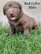 Labrador Retriever Puppies for sale in Logan, UT, USA. price: NA