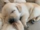 Labrador Retriever Puppies for sale in Los Angeles, CA, USA. price: $1,000
