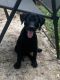 Labrador Retriever Puppies for sale in Knoxville, TN, USA. price: $100