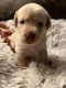Labrador Retriever Puppies for sale in Tustin, MI 49688, USA. price: $1,200