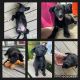 Labrador Retriever Puppies for sale in Knoxville, TN, USA. price: $100