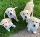 Labrador Retriever Puppies for sale in Cedar City, UT, USA. price: NA
