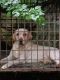 Labrador Retriever Puppies for sale in Narikkuni, Kerala 673585, India. price: 20000 INR