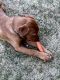 Labrador Retriever Puppies for sale in Bountiful, UT 84010, USA. price: NA