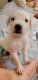 Labrador Retriever Puppies for sale in Nagpur, Maharashtra, India. price: 18000 INR