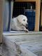 Labrador Retriever Puppies for sale in Pellston, MI 49769, USA. price: NA