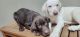 Labrador Retriever Puppies for sale in Jacksonville, FL, USA. price: $500