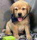 Labrador Retriever Puppies for sale in Terrell, TX, USA. price: NA