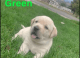 Labrador Retriever Puppies for sale in Nephi, UT 84648, USA. price: NA