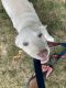 Labrador Retriever Puppies for sale in Elsie, MI 48831, USA. price: $600