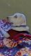 Labrador Retriever Puppies for sale in Bhalswa, Delhi, India. price: 12000 INR