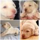 Labrador Retriever Puppies for sale in North Hills, Los Angeles, CA, USA. price: $1,800