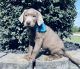Labrador Retriever Puppies for sale in Silex, MO 63377, USA. price: NA