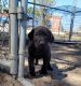 Labrador Retriever Puppies for sale in Bedias, TX 77831, USA. price: NA